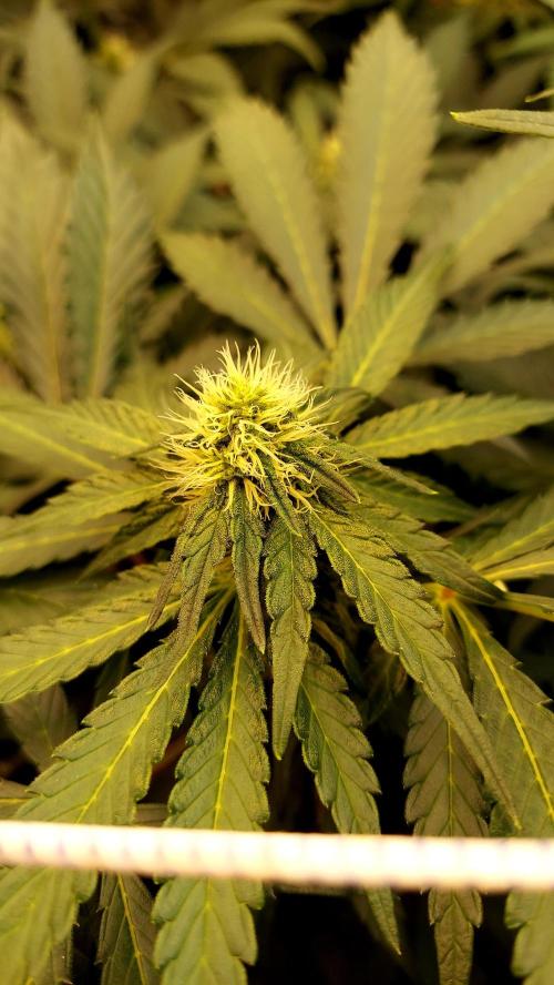 The Garden 2026-2 - MSNL Blue Cookies. Week 9 - BC1