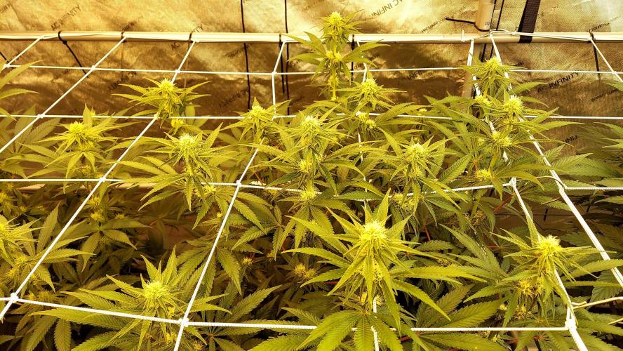 The Garden 2026-2 - MSNL Blue Cookies. Week 9 - BC2