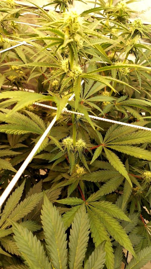 The Garden 2026-2 - MSNL Blue Cookies. Week 9 - BC2
