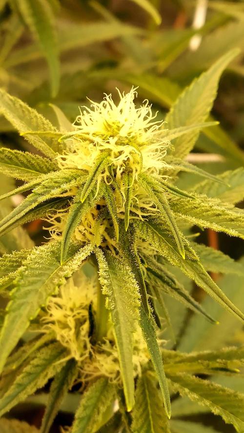 The Garden 2026-2 - MSNL Blue Cookies. Week 9 - BC2