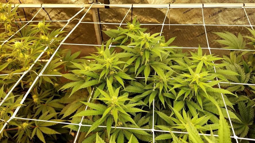 The Garden 2026-2 - MSNL Blue Cookies. Week 9 - BC3