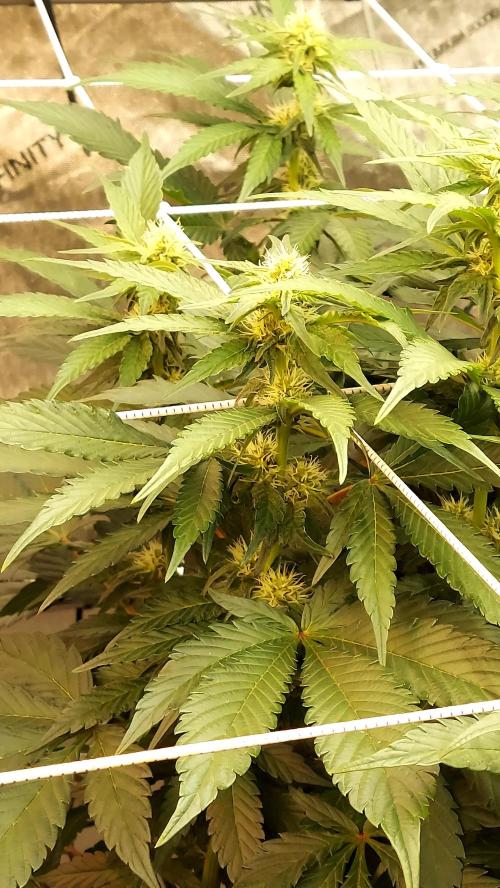 The Garden 2026-2 - MSNL Blue Cookies. Week 9 - BC3