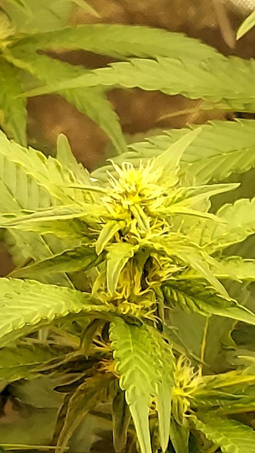 Blue Cookies. Week 9