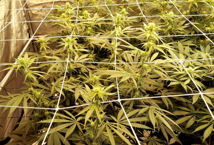 The Garden 2026-2-MSNL Pineapple Express. Week 9 - pe1
