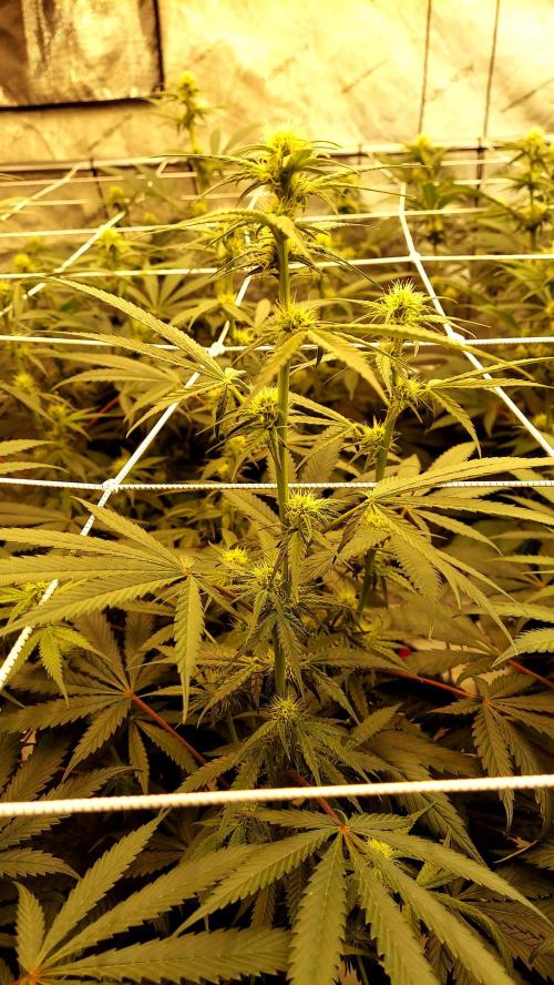 The Garden 2026-2-MSNL Pineapple Express. Week 9 - pe1