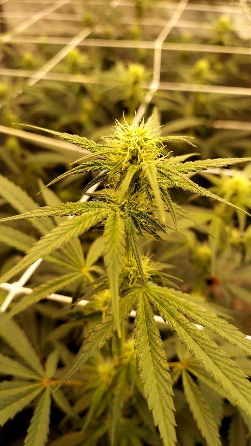 The Garden 2026-2-MSNL Pineapple Express. Week 9 - pe1