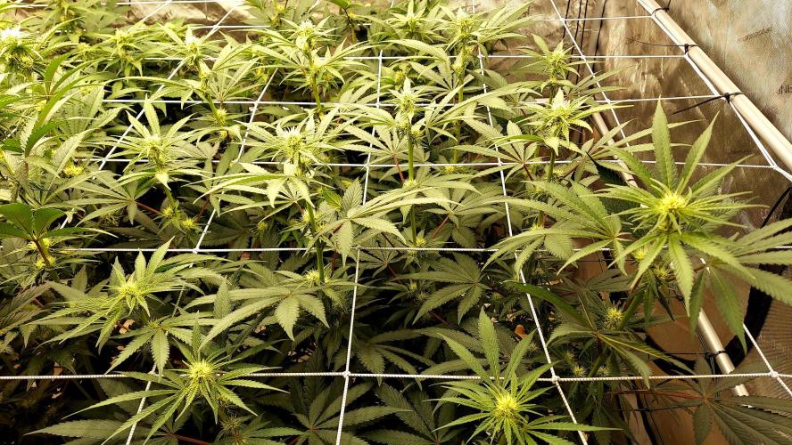 The Garden 2026-2-MSNL Pineapple Express. Week 9 - pe2