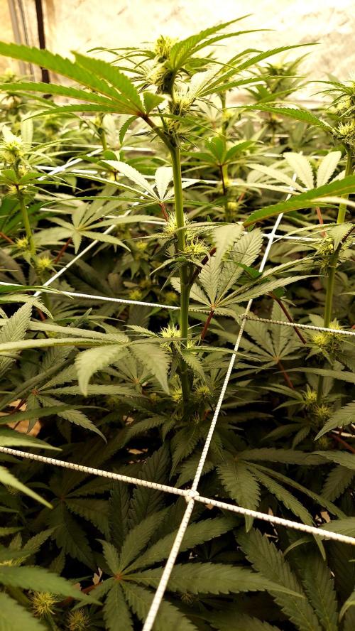 The Garden 2026-2-MSNL Pineapple Express. Week 9 - pe2