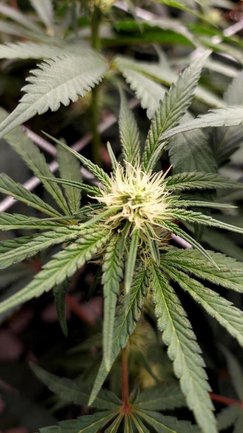The Garden 2026-2-MSNL Pineapple Express. Week 9 - pe2