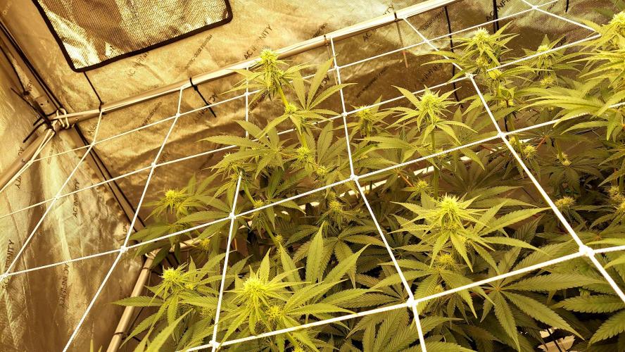The Garden 2026-2-MSNL Pineapple Express. Week 9 - pe3