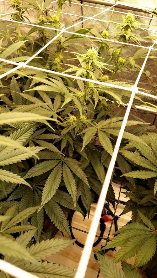The Garden 2026-2-MSNL Pineapple Express. Week 9 - pe3