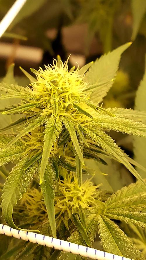 Pineapple Express. Week 9