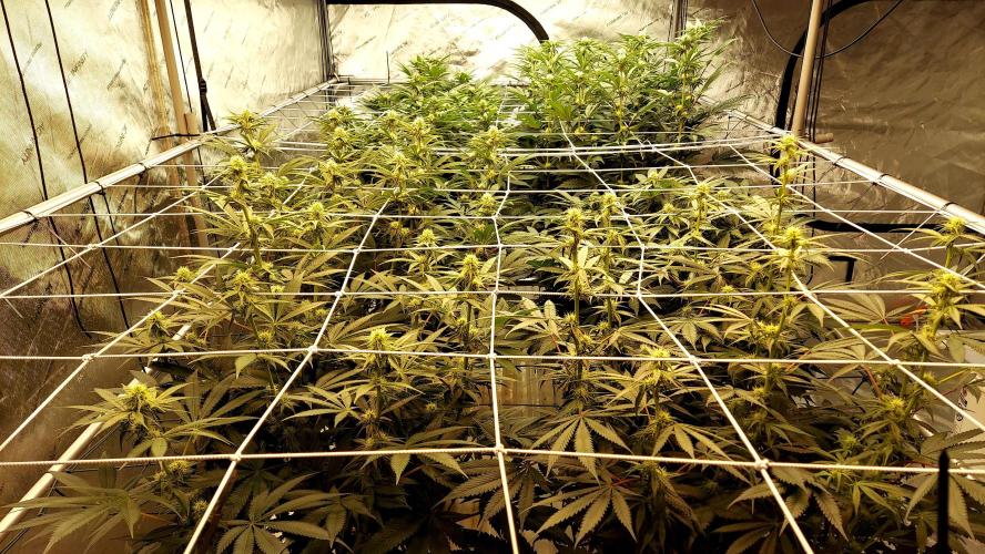 The Garden 2026-2- HSC Vanilla Creme Pie. Week 9 - 63 days