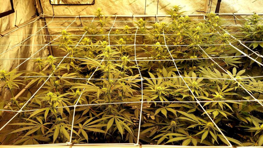 The Garden 2026-2- HSC Vanilla Creme Pie. Week 9 - 63 days