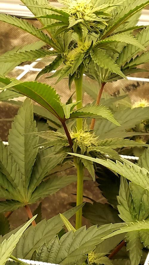 The Garden 2026-2- HSC Vanilla Creme Pie. Week 9 - vc2