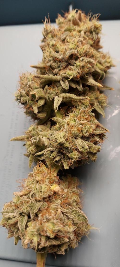The Garden 2026-1B - MSNL Fem Breeding. Week 12