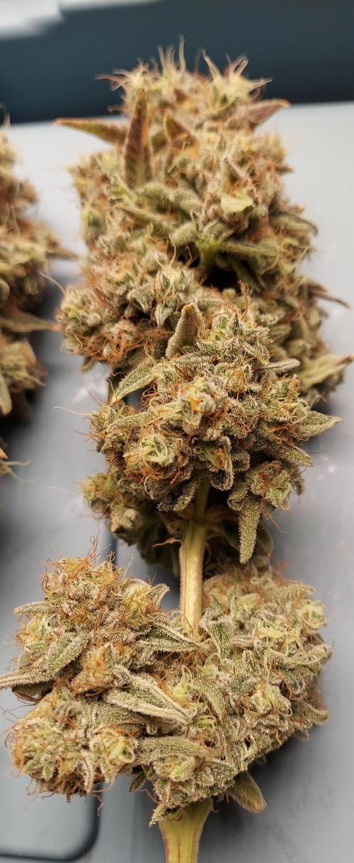 The Garden 2026-1B - MSNL Fem Breeding. Week 12