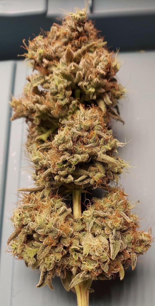 The Garden 2026-1B - MSNL Fem Breeding. Week 12