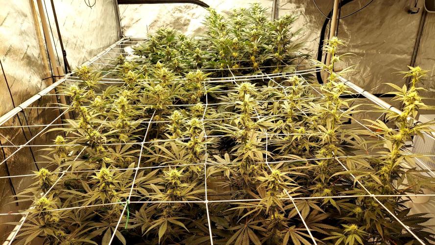 The Garden 2026-2 - MSNL Blue Cookies. Week 10 - 70 days