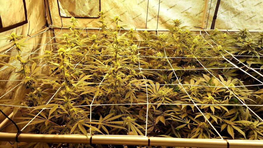 The Garden 2026-2 - MSNL Blue Cookies. Week 10 - 70 days