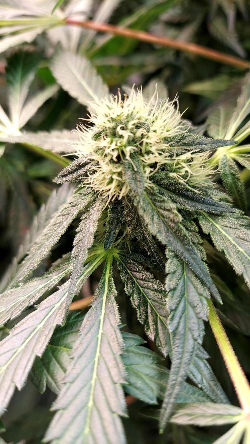 The Garden 2026-2 - MSNL Blue Cookies. Week 10 - BC1