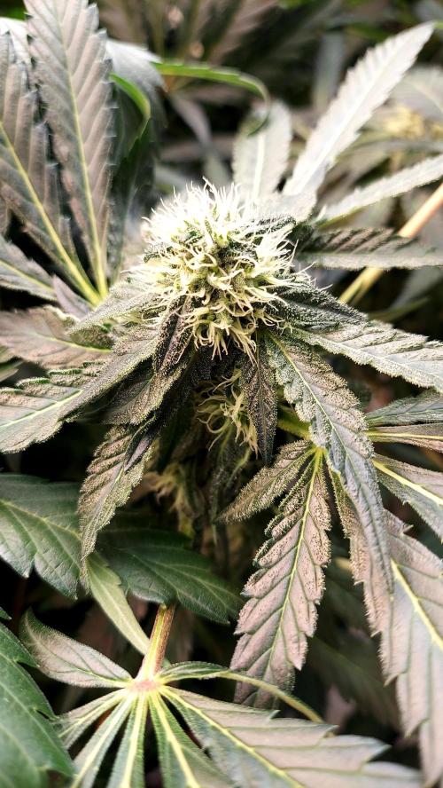 The Garden 2026-2 - MSNL Blue Cookies. Week 10 - BC1