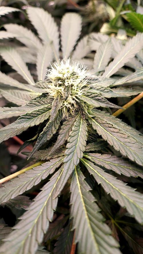 The Garden 2026-2 - MSNL Blue Cookies. Week 10 - BC1