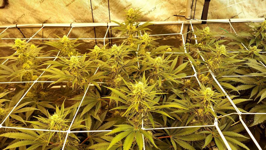 The Garden 2026-2 - MSNL Blue Cookies. Week 10 - BC2
