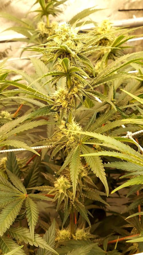 The Garden 2026-2 - MSNL Blue Cookies. Week 10 - BC2