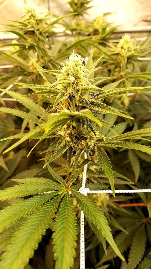 The Garden 2026-2 - MSNL Blue Cookies. Week 10 - BC2