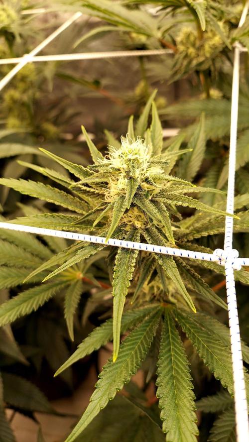 The Garden 2026-2 - MSNL Blue Cookies. Week 10 - BC2
