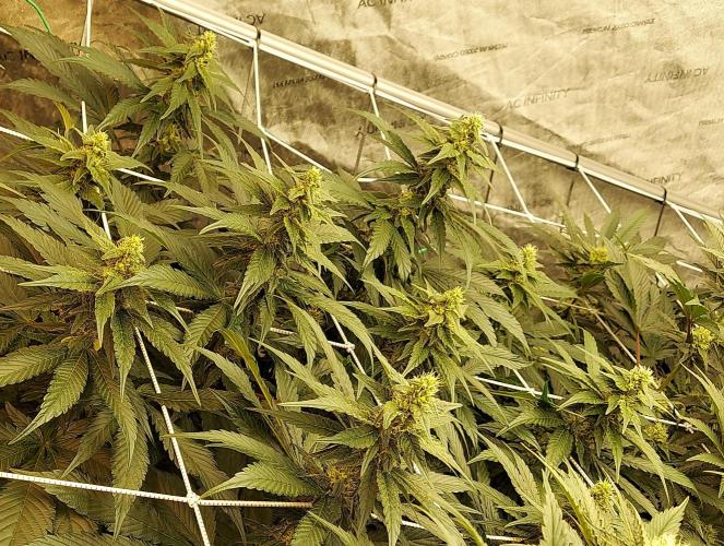 The Garden 2026-2 - MSNL Blue Cookies. Week 10 - BC3