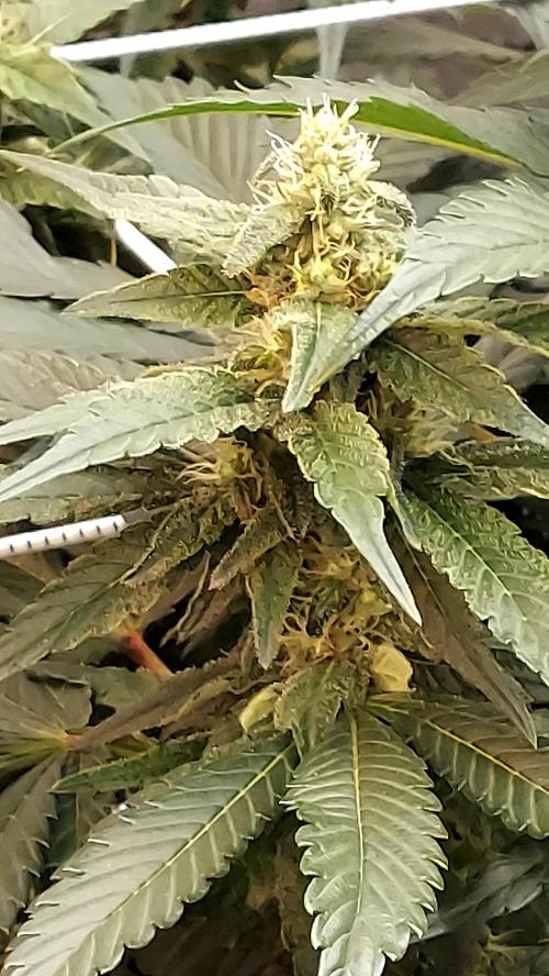 The Garden 2026-2 - MSNL Blue Cookies. Week 10 - BC3