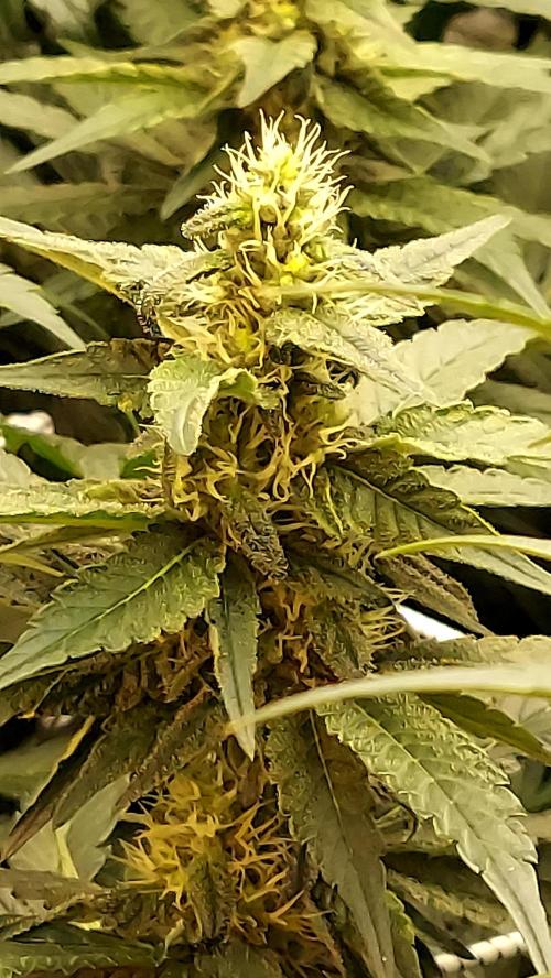 The Garden 2026-2 - MSNL Blue Cookies. Week 10 - BC3
