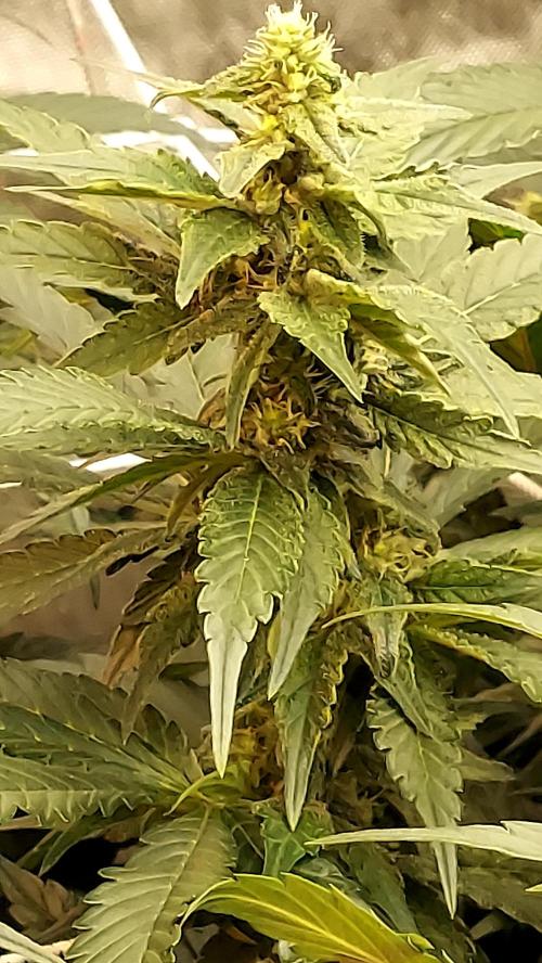 Blue Cookies. Week 10