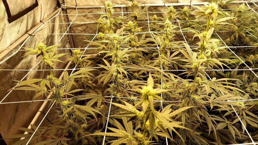 The Garden 2026-2-MSNL Pineapple Express. Week 10 - PE1