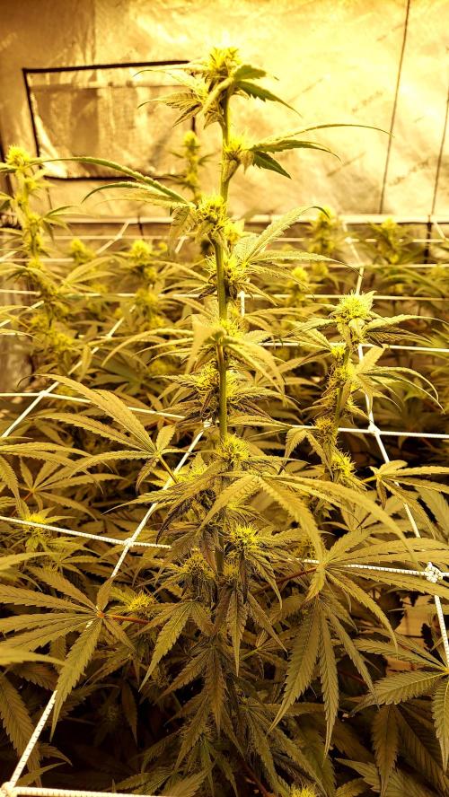 The Garden 2026-2-MSNL Pineapple Express. Week 10 - PE1