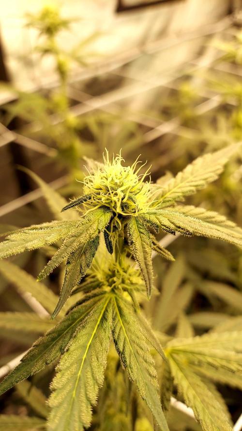 The Garden 2026-2-MSNL Pineapple Express. Week 10 - PE1
