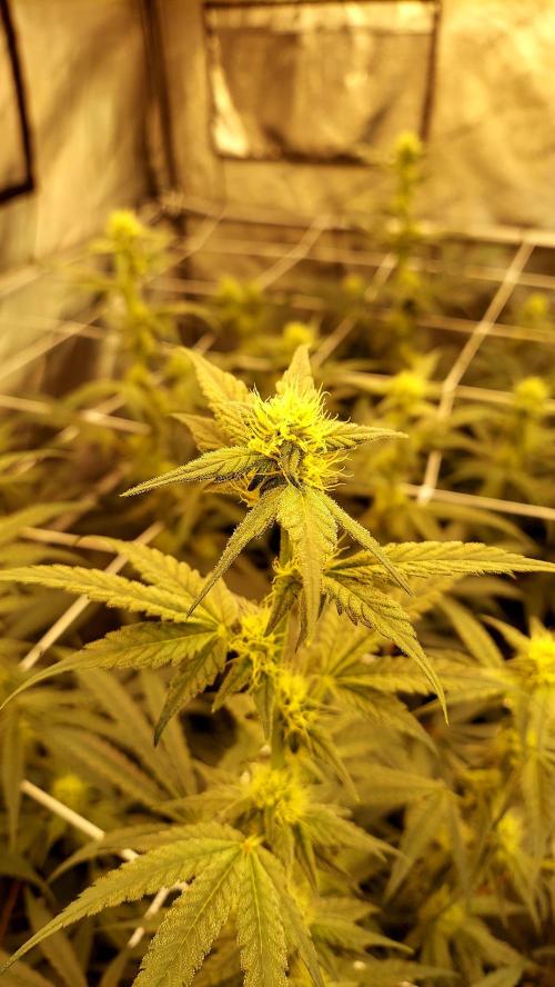 The Garden 2026-2-MSNL Pineapple Express. Week 10 - PE1