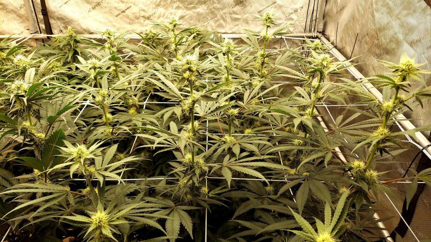 The Garden 2026-2-MSNL Pineapple Express. Week 10 - PE2