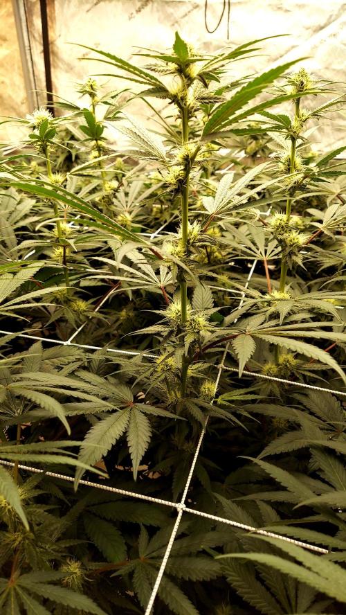The Garden 2026-2-MSNL Pineapple Express. Week 10 - PE2