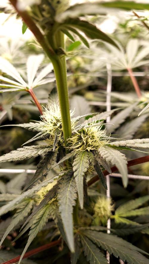 The Garden 2026-2-MSNL Pineapple Express. Week 10 - PE2