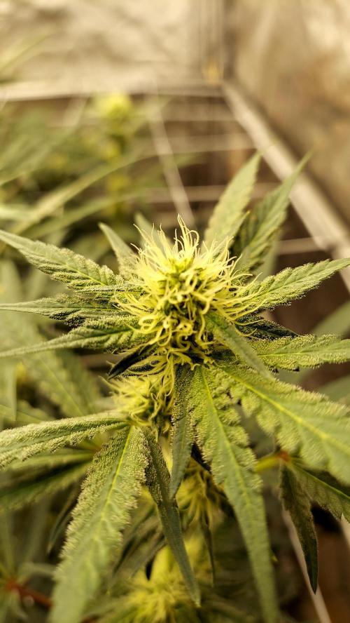 The Garden 2026-2-MSNL Pineapple Express. Week 10 - PE2