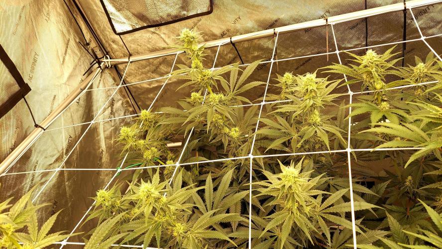 The Garden 2026-2-MSNL Pineapple Express. Week 10 - PE3
