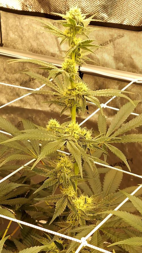 The Garden 2026-2-MSNL Pineapple Express. Week 10 - PE3