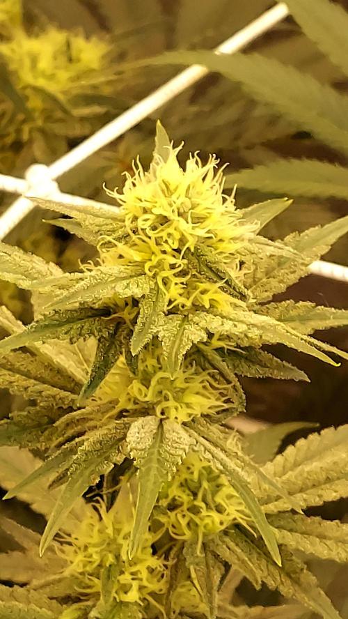 The Garden 2026-2-MSNL Pineapple Express. Week 10 - PE3