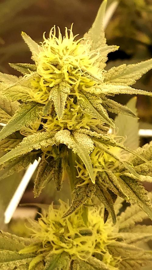 Pineapple Express. Week 10