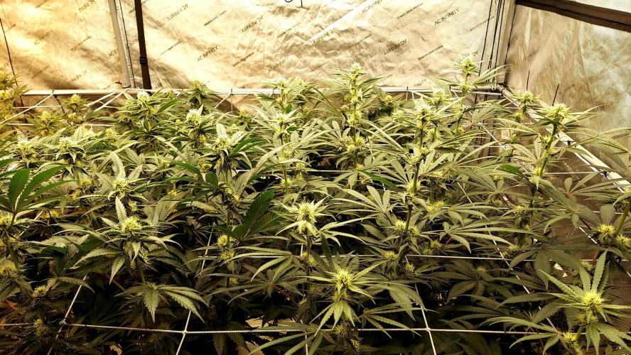 The Garden 2026-2- HSC Vanilla Creme Pie. Week 10 - 70 days