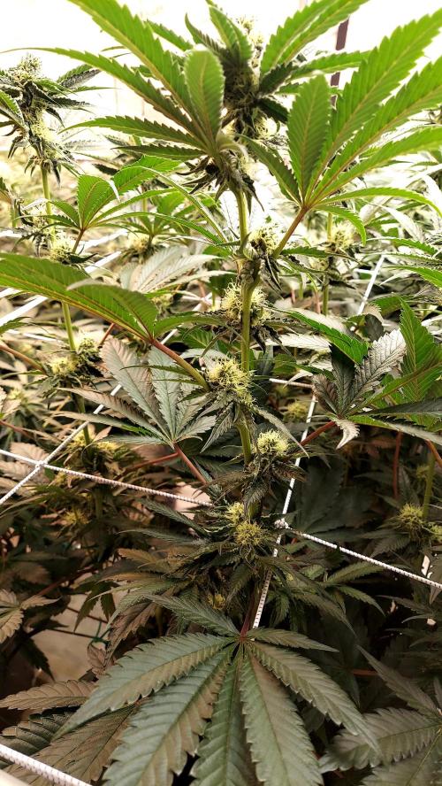 The Garden 2026-2- HSC Vanilla Creme Pie. Week 10 - VC1