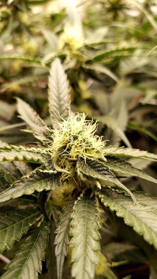 The Garden 2026-2- HSC Vanilla Creme Pie. Week 10 - VC1